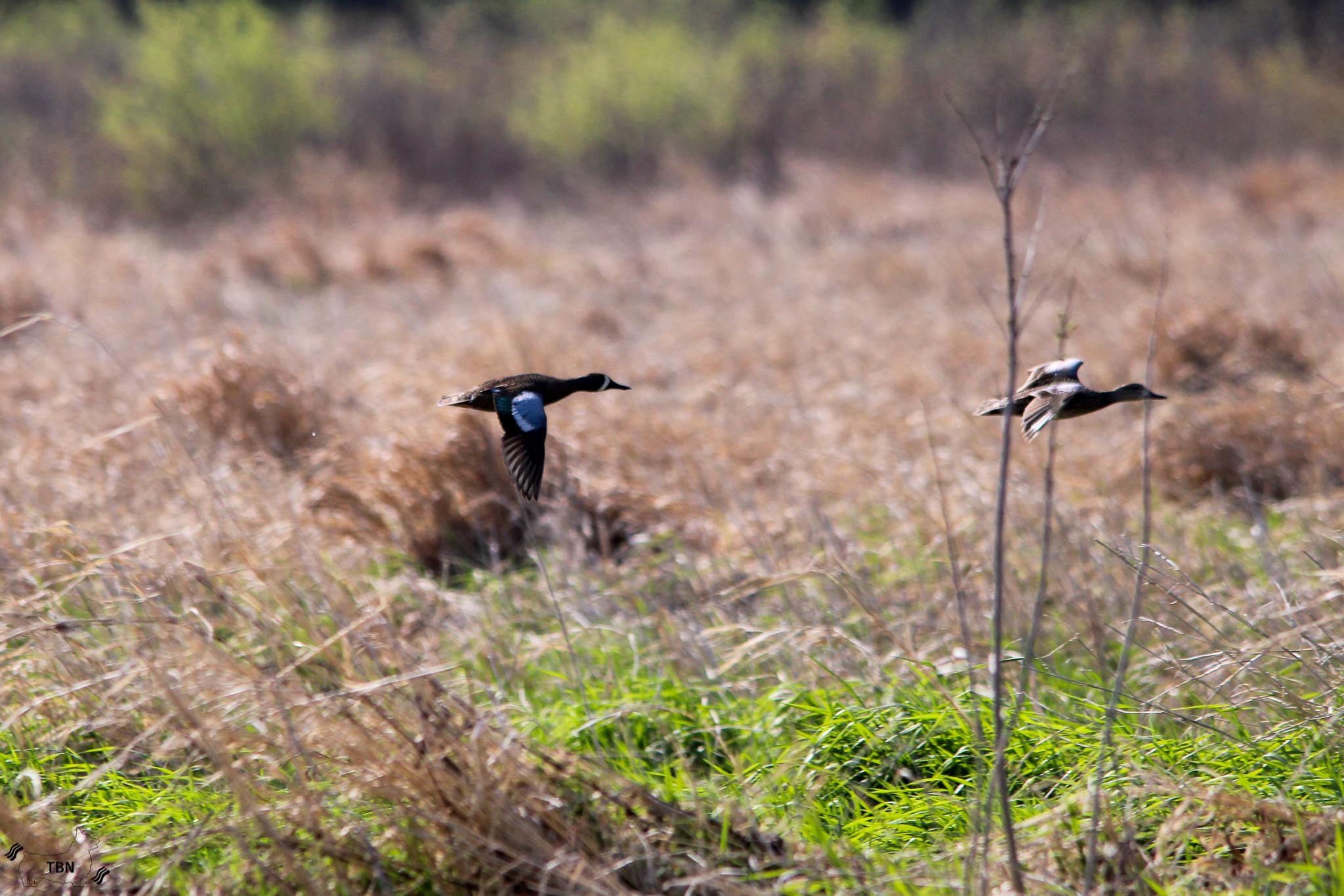 Blue-Winged Teal